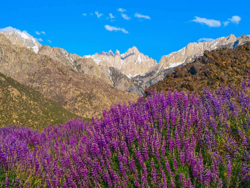 Люпины на фоне гор под голубым небом