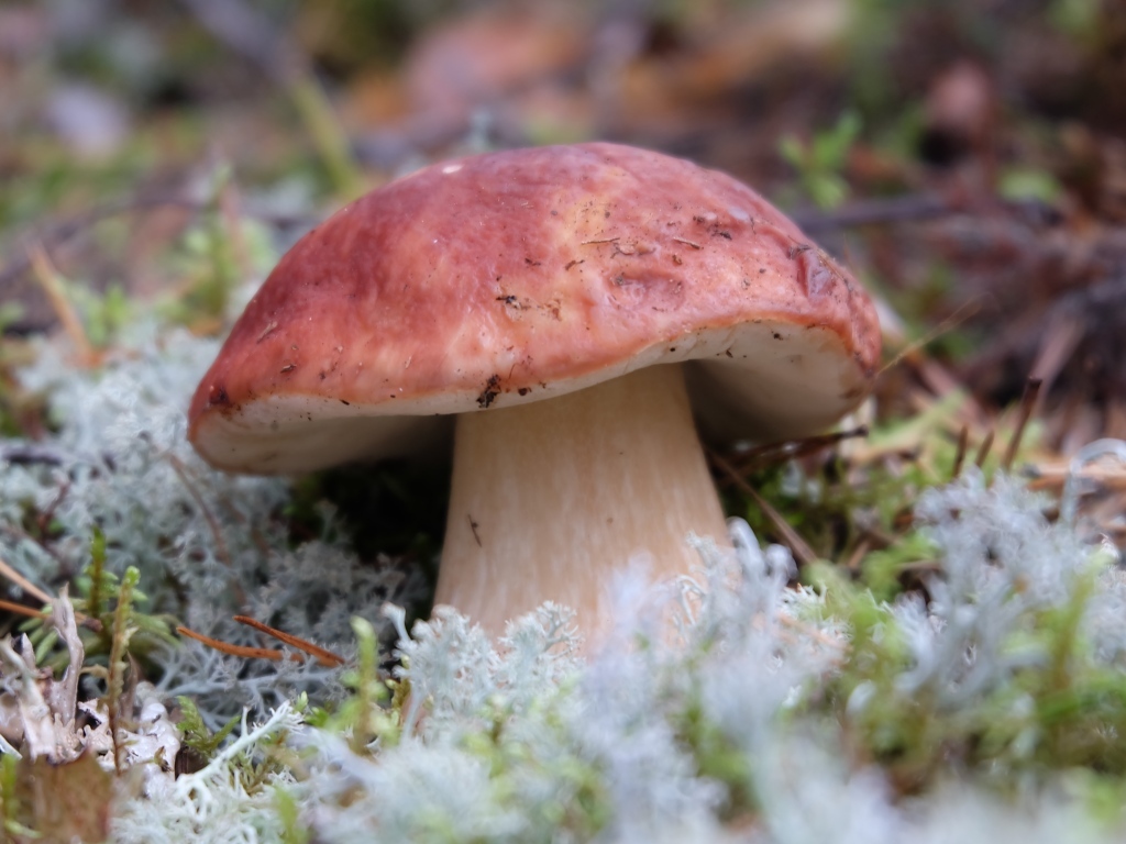 Большой гриб боровик во мху