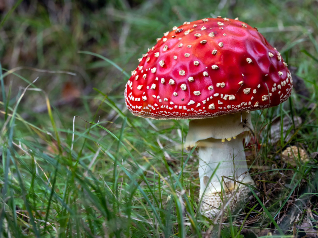 Большой красный ядовитый мухомор в лесу