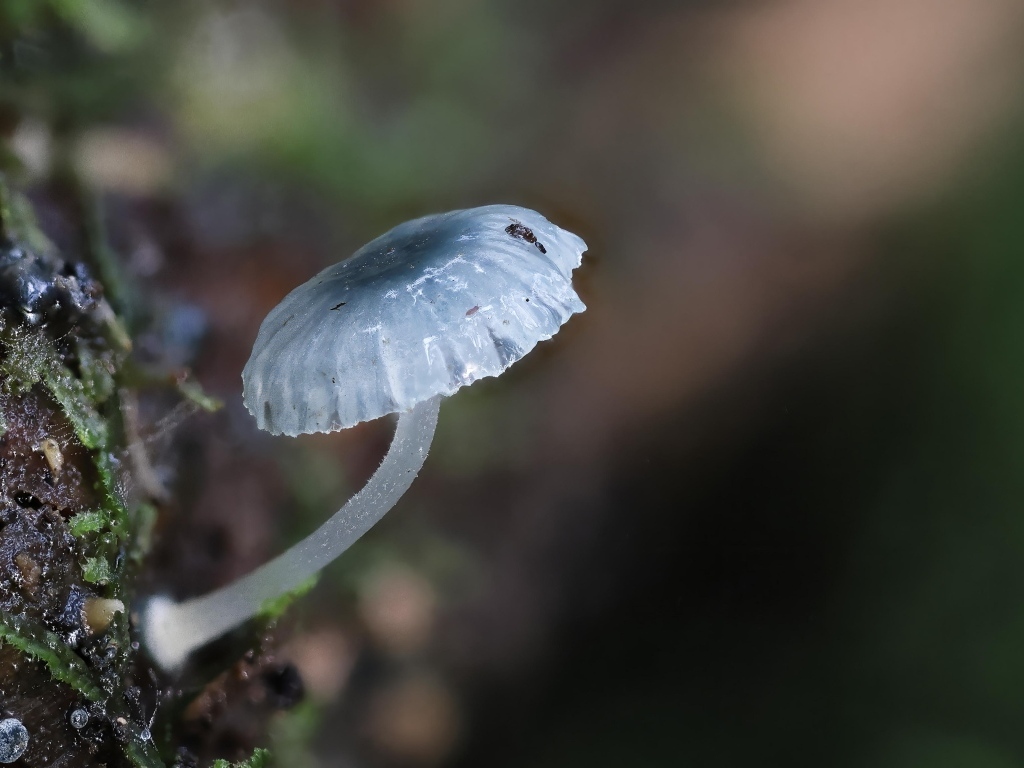 Маленькая голубая поганка на дереве 