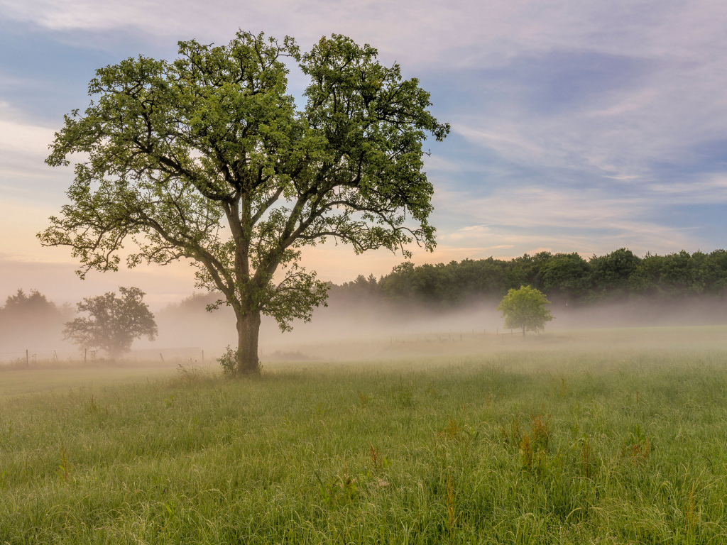 Большое дерево с зелеными листьями в тумане летом