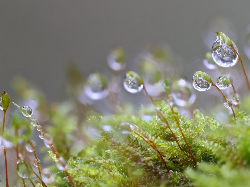 Мох в каплях росы крупным планом