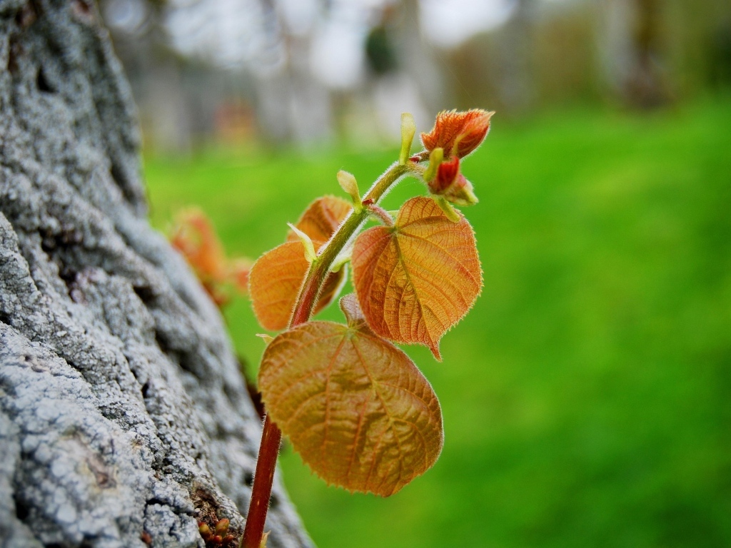 Молодая веточка с листьями на дереве