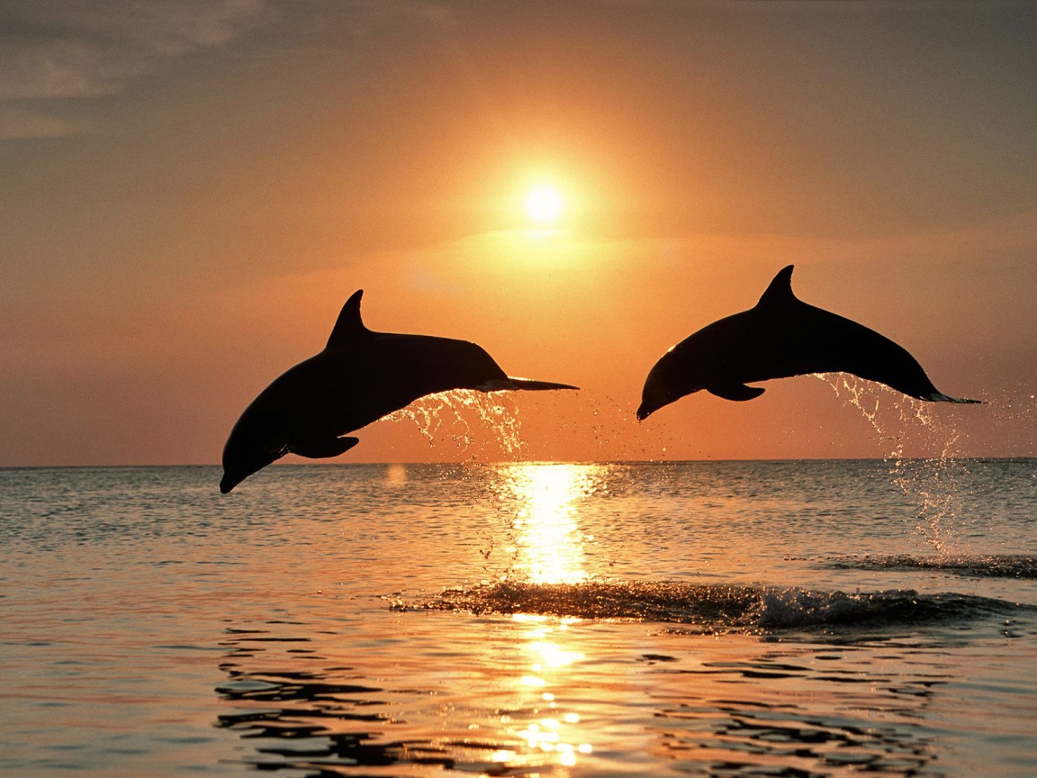 Bottlenose dolphins after the sunset