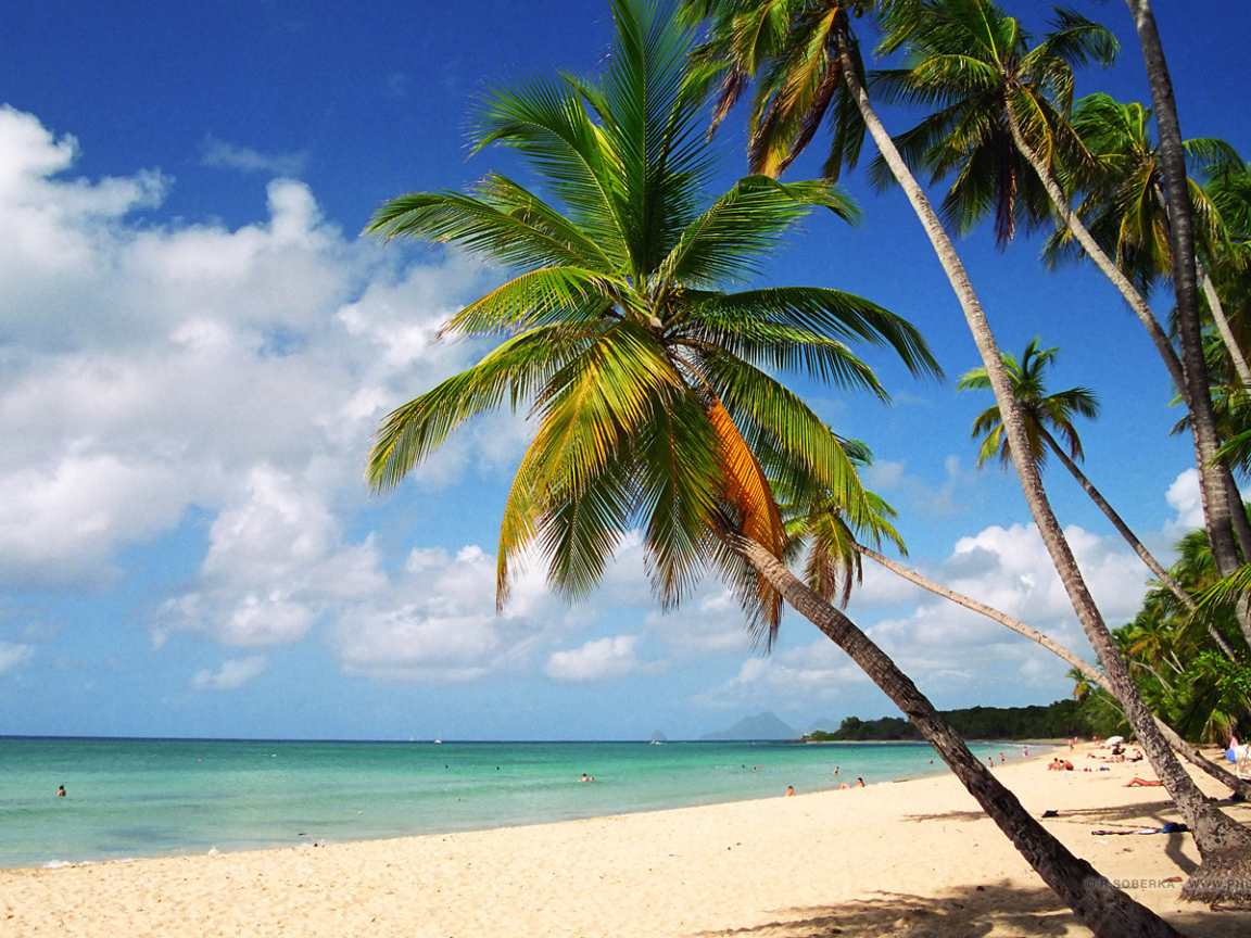 Пляж,пальмы