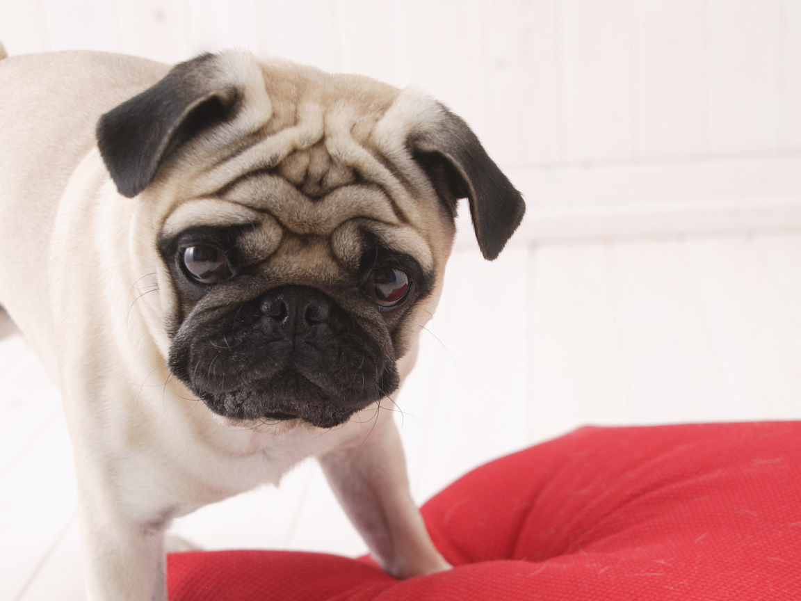 Взгляд собаки