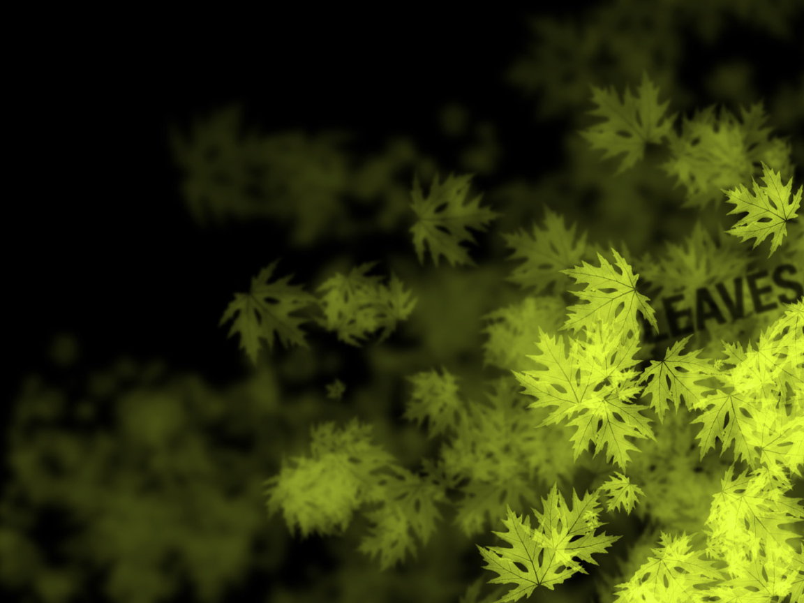 Кленовые листья