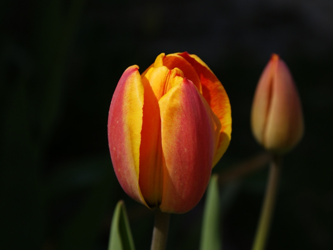 Зародыши, Цветы