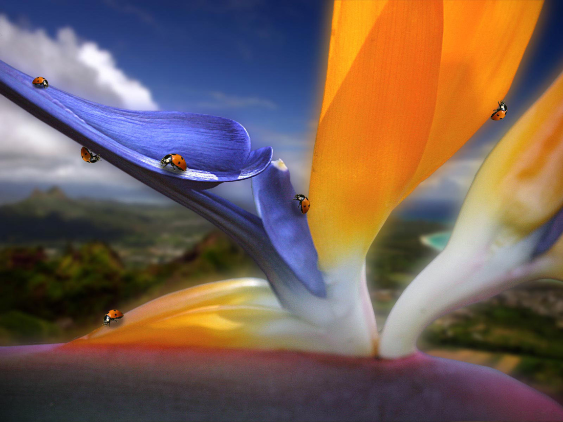 Жучки на цветах