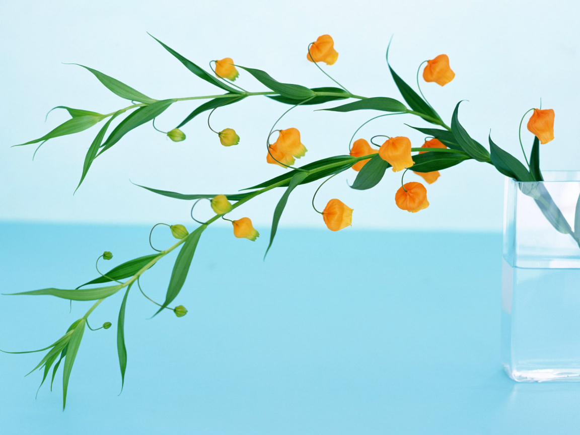 Домашние цветы