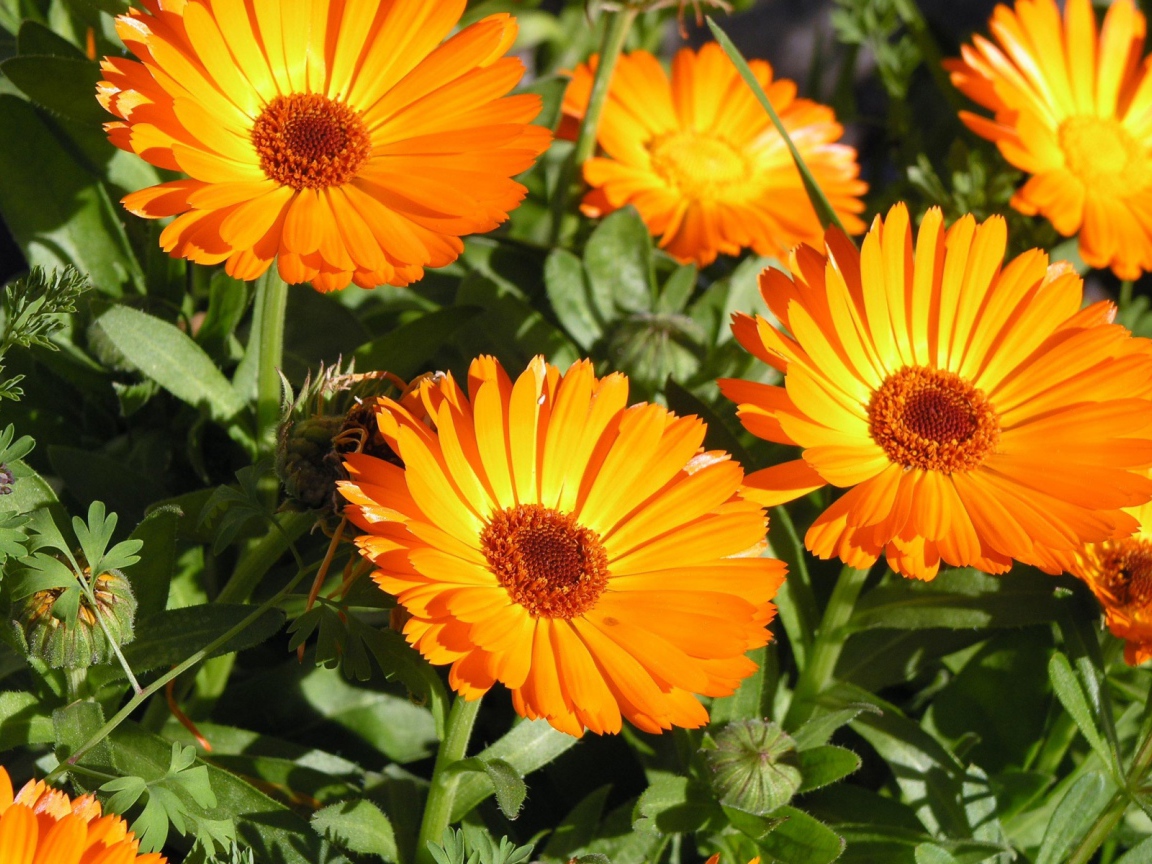 Красивые оранжевые цветы