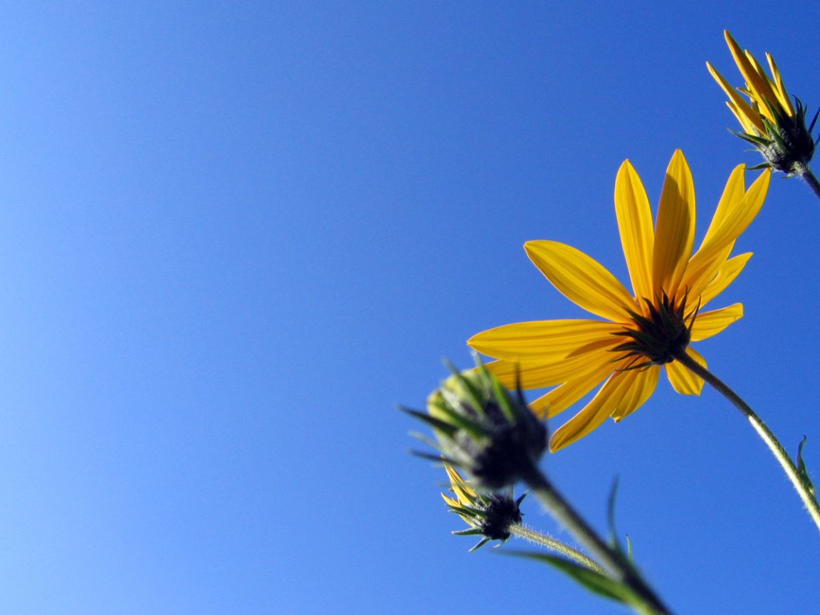 Солнечный Camilles, Цветы