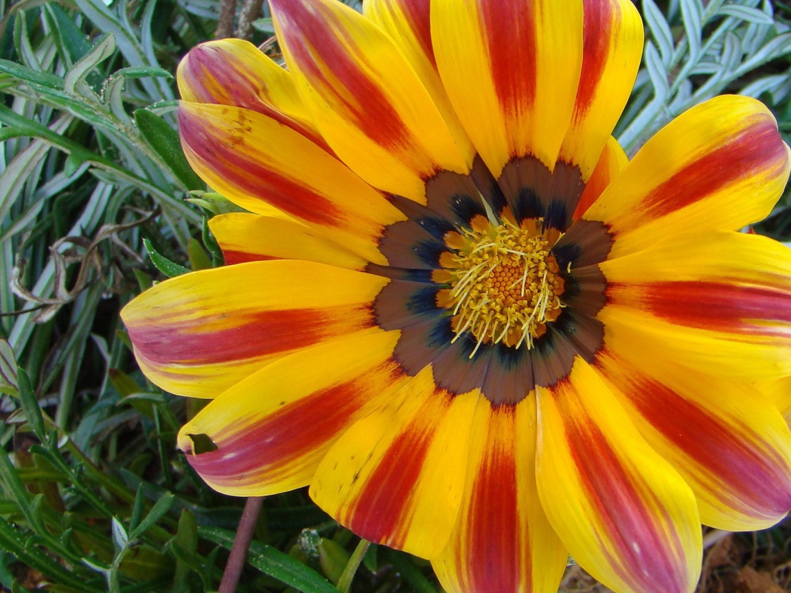 Солнечный день, Цветы