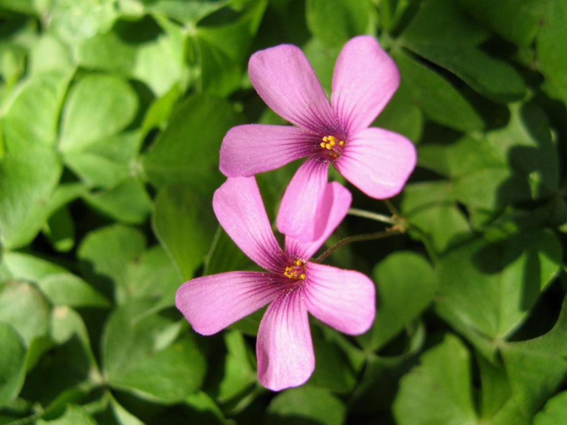 Два сыщика, Цветы