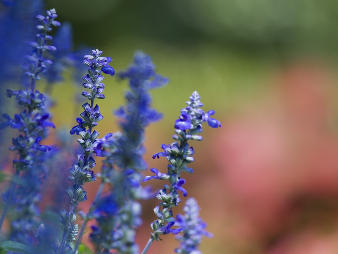 Фиалки весной, Цветы