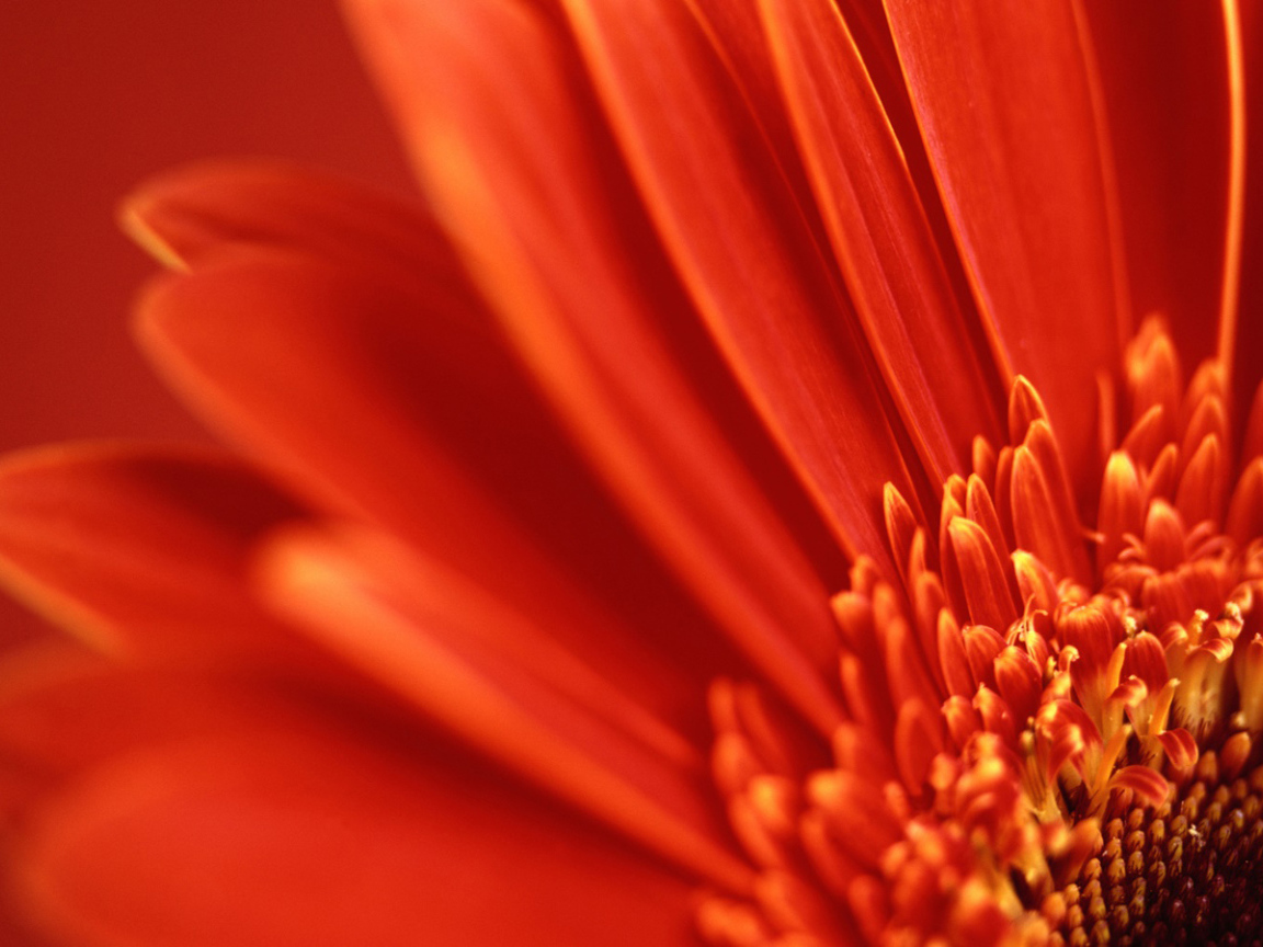 Перспектива красный цветок, Цветы