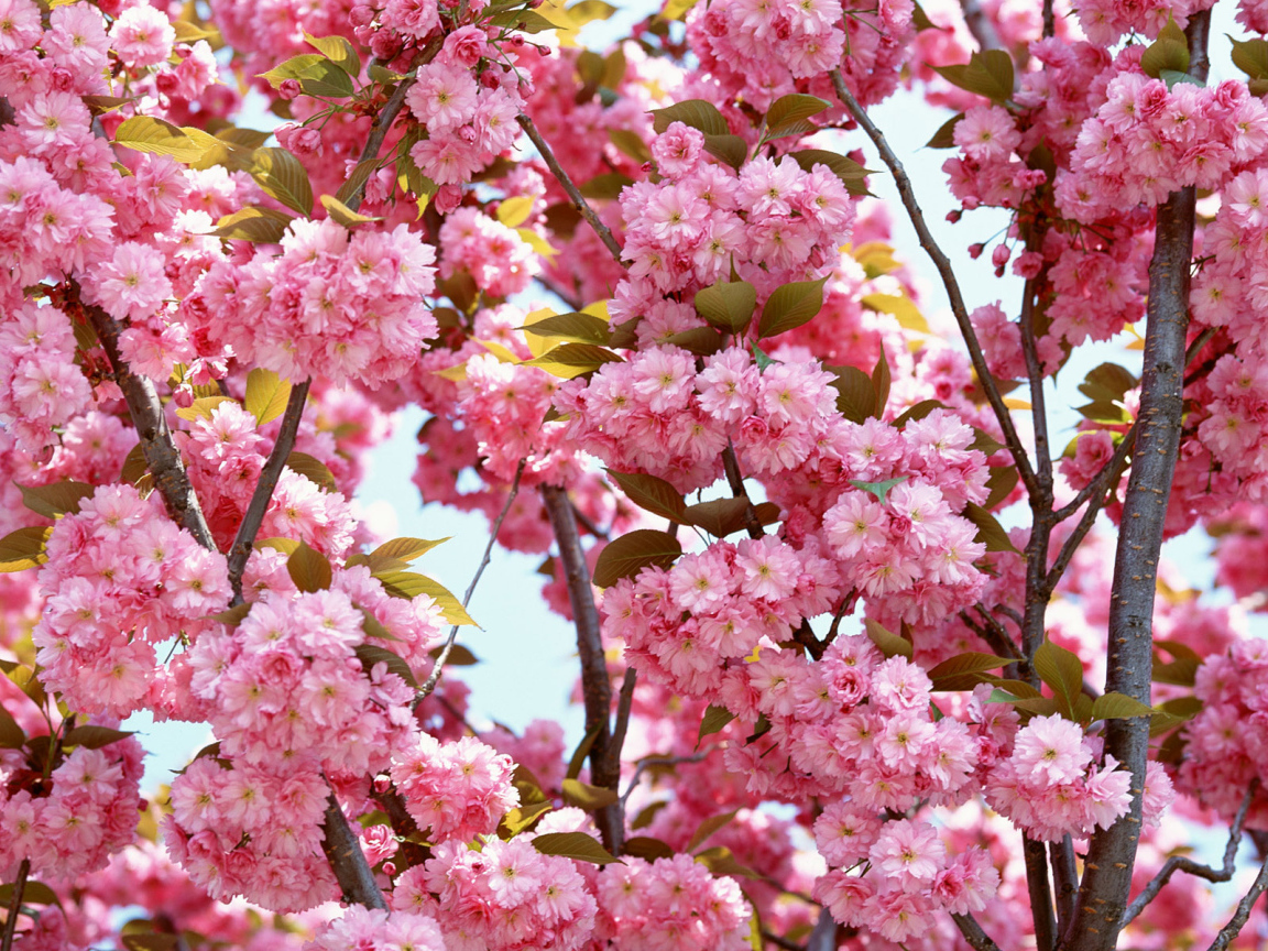 Розовые цветы