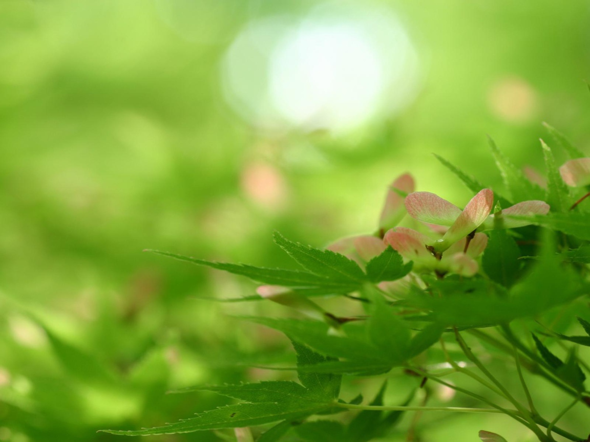 Превосходство природы