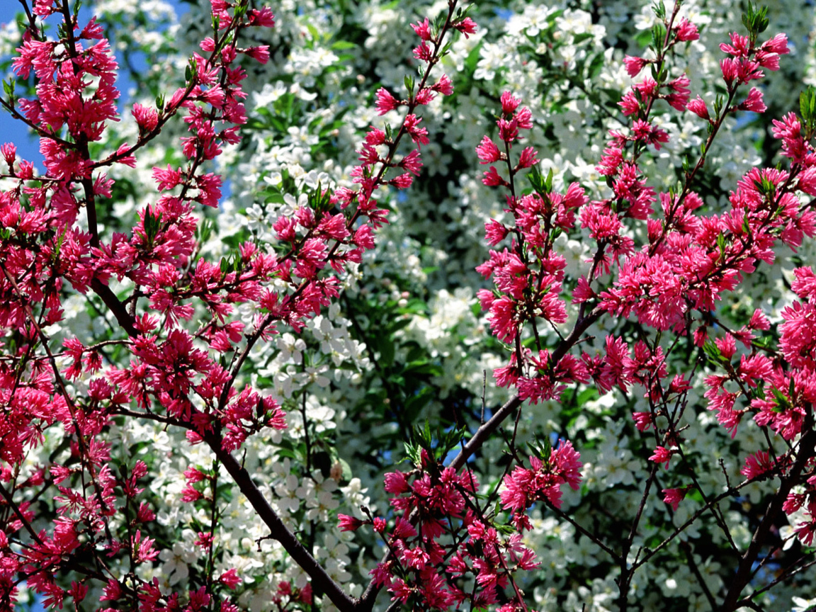 Весна в цветах