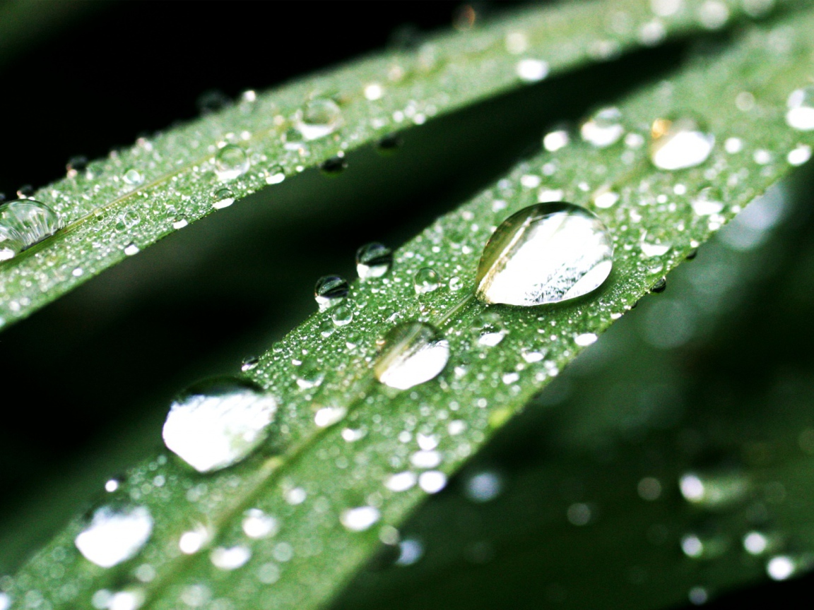 Темно-зеленые капли