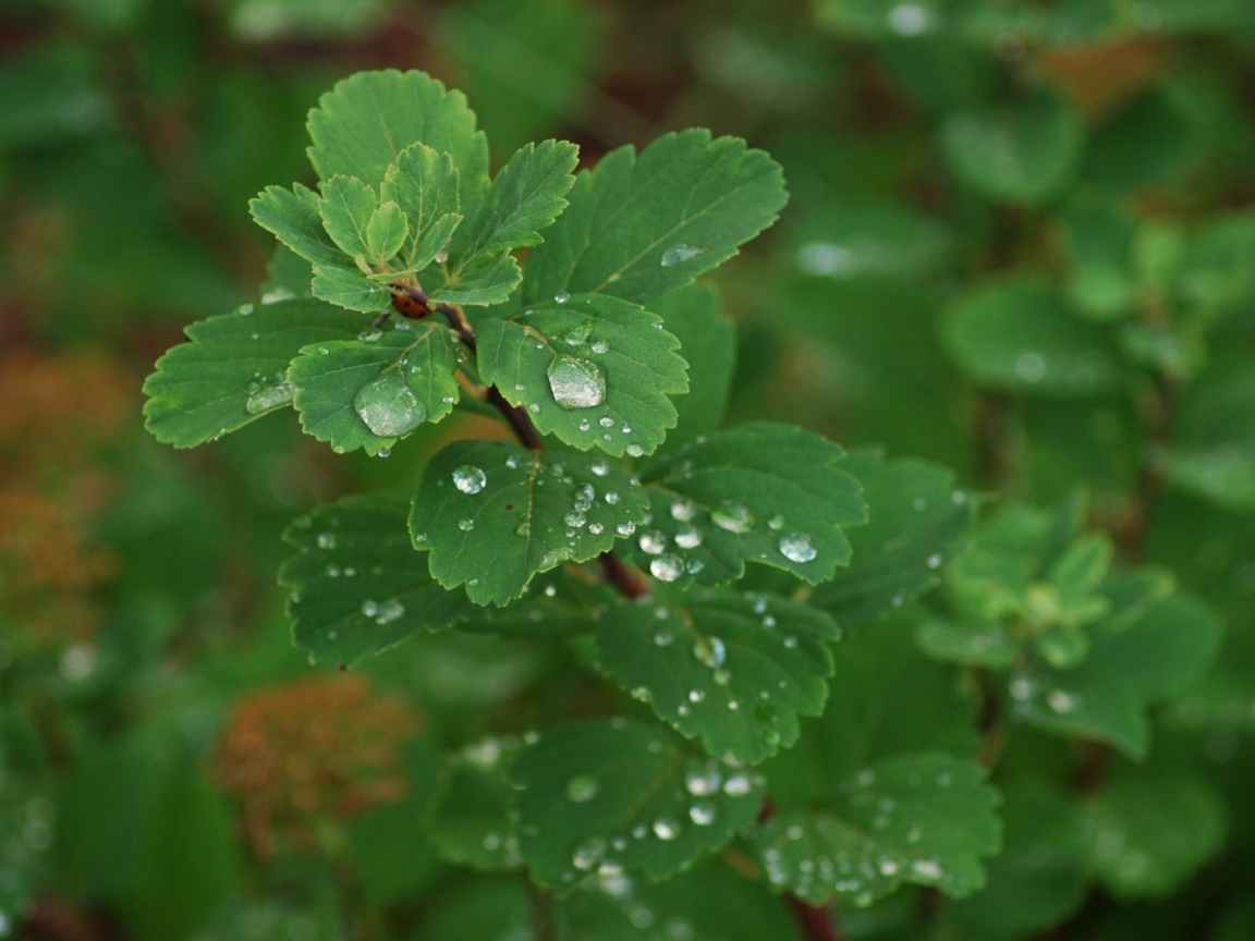 Роса на листьях