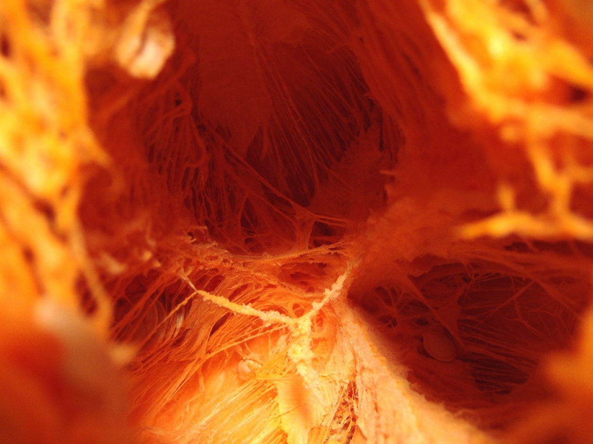 Внутренняя тыква