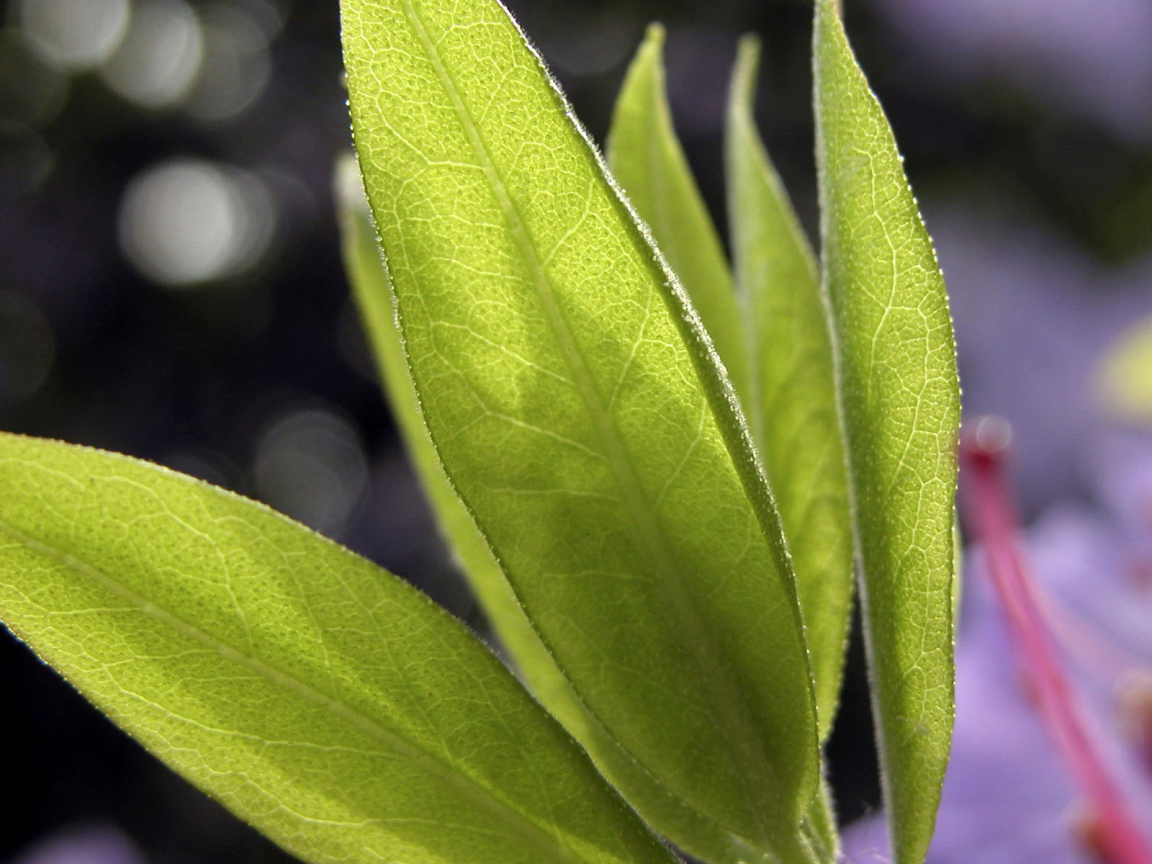 Листья в свете