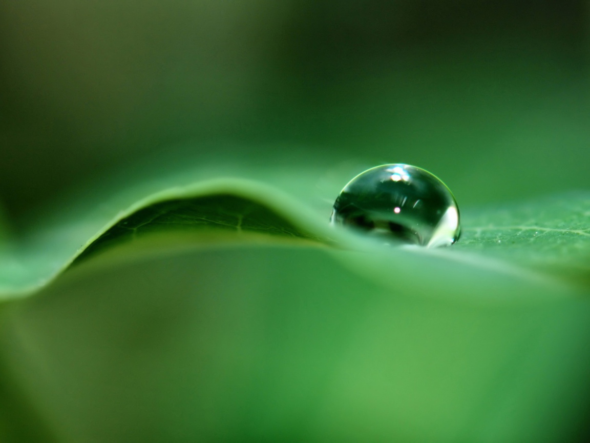 Капля дождя на листке