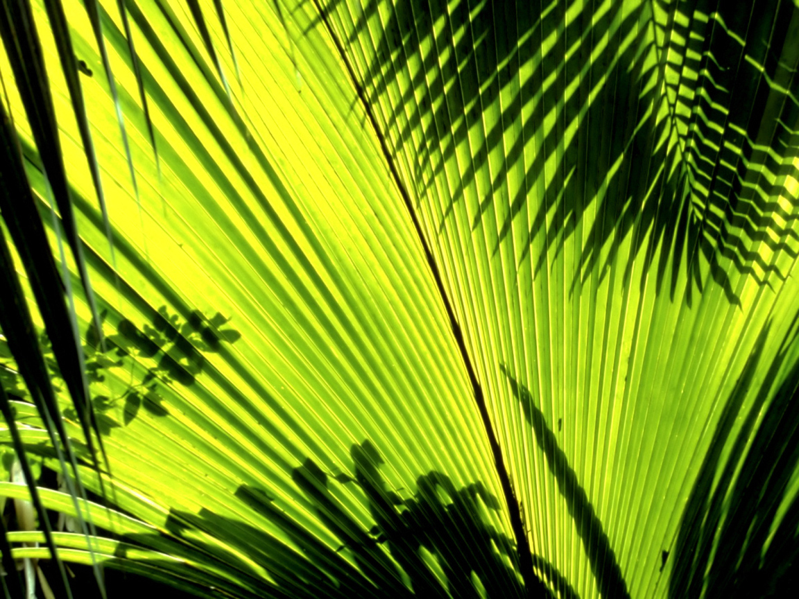 Тени листьев