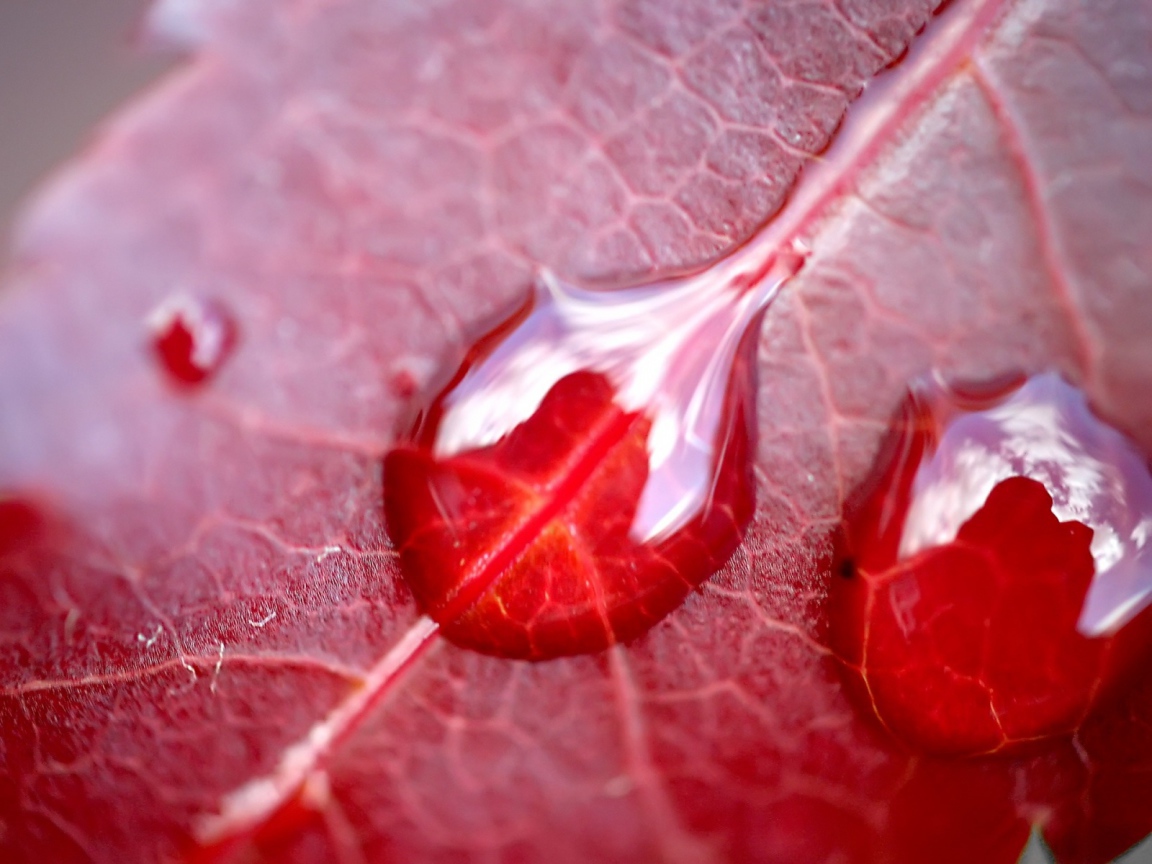 Вода на красном листе