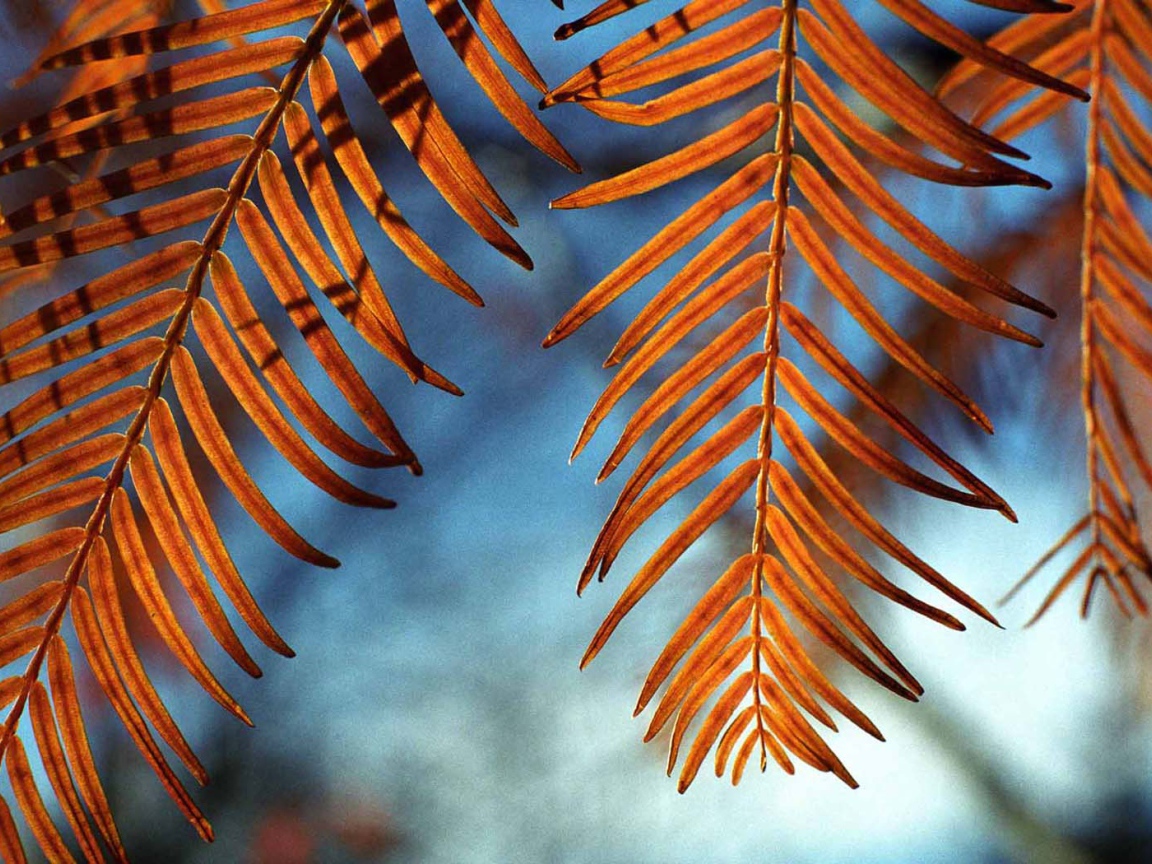 Осенние листья на ветру