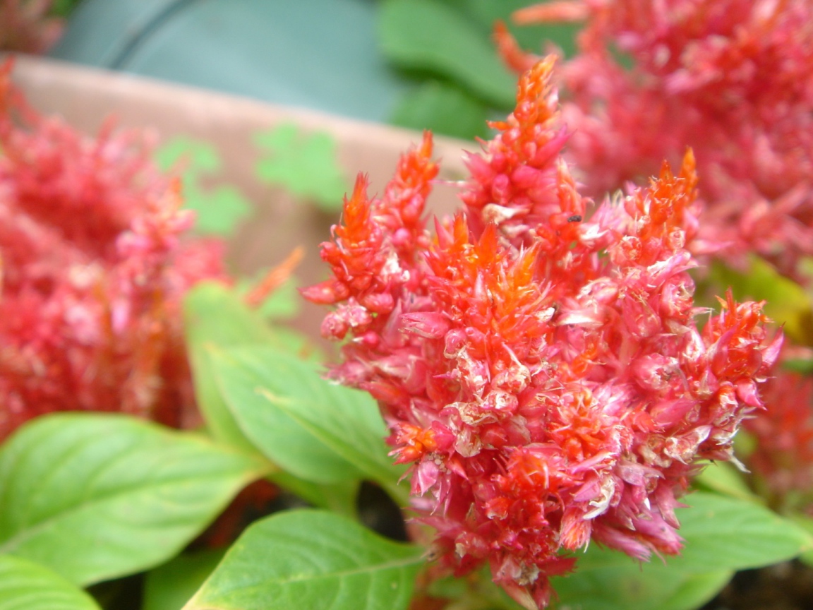 красный цветок