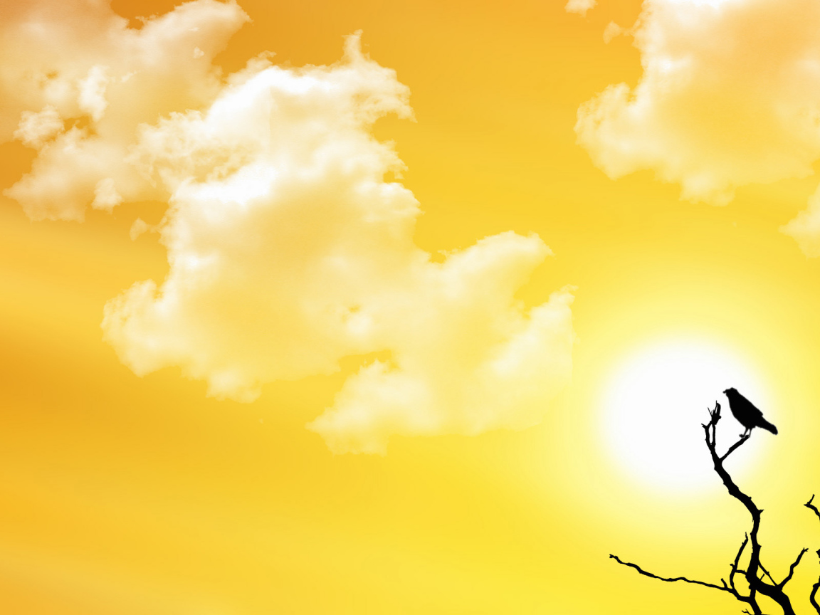 Птица заката