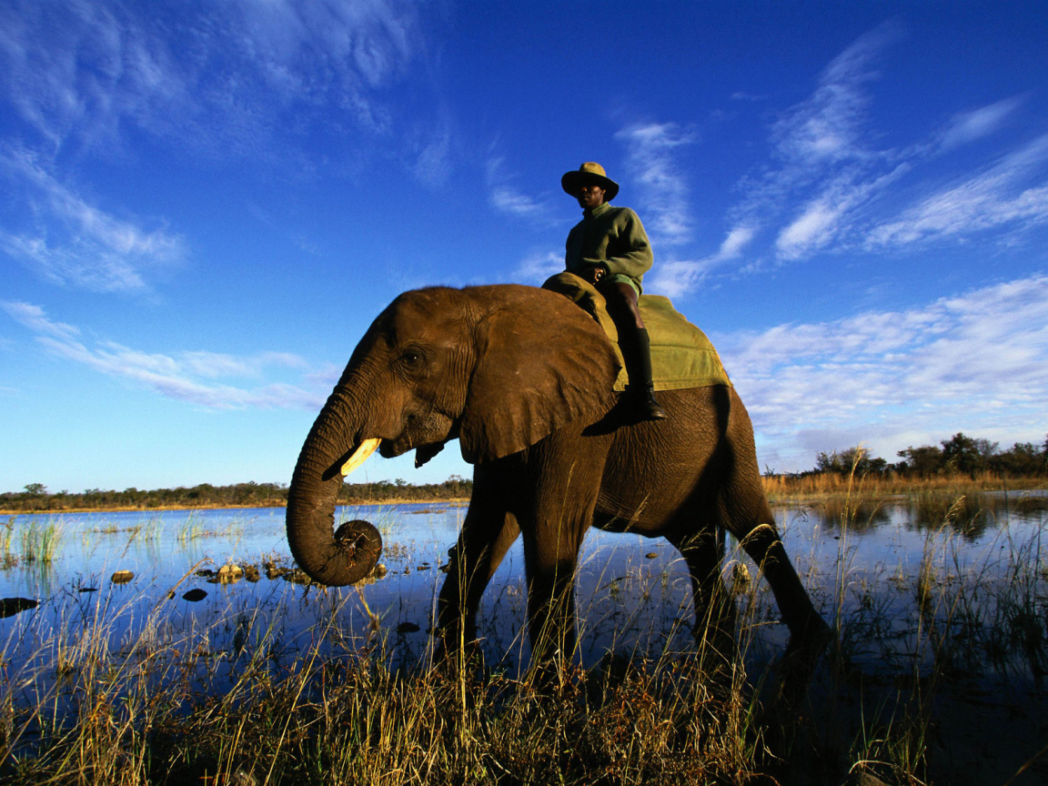 Африканский слон