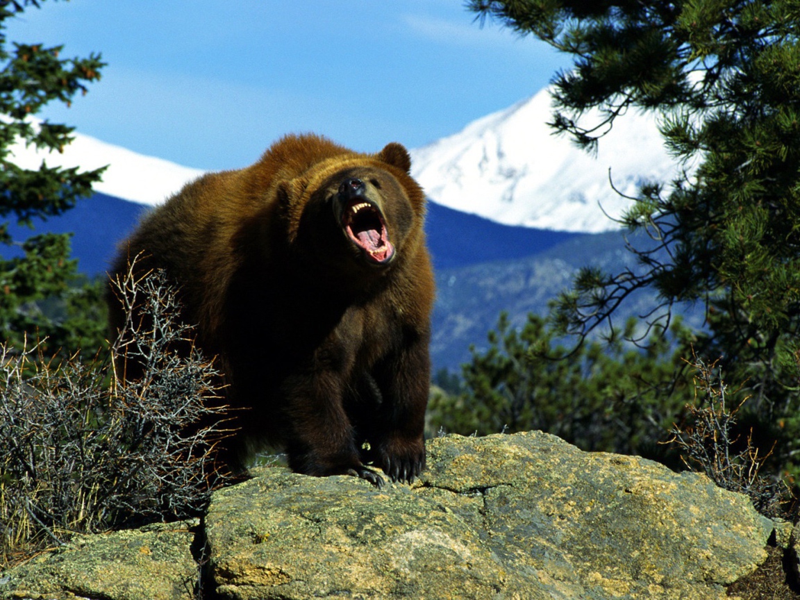 Злой медведь