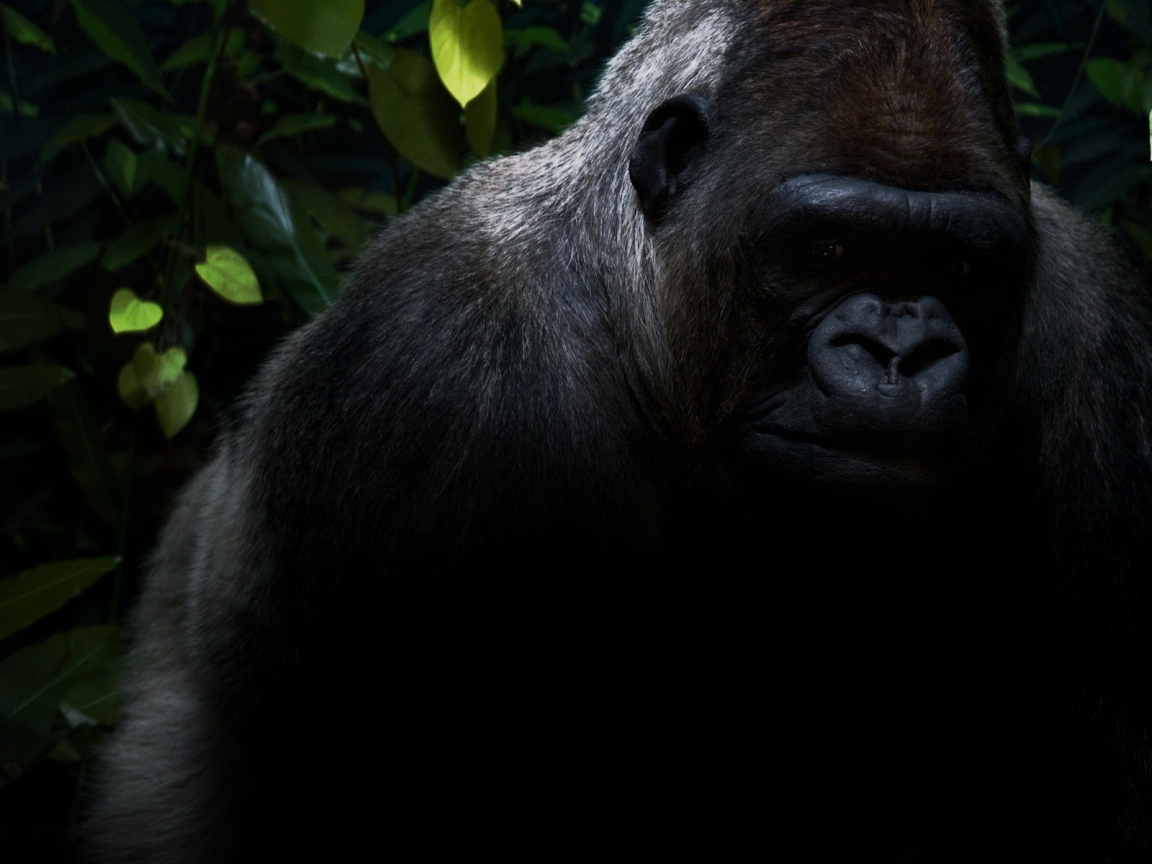 Горилла