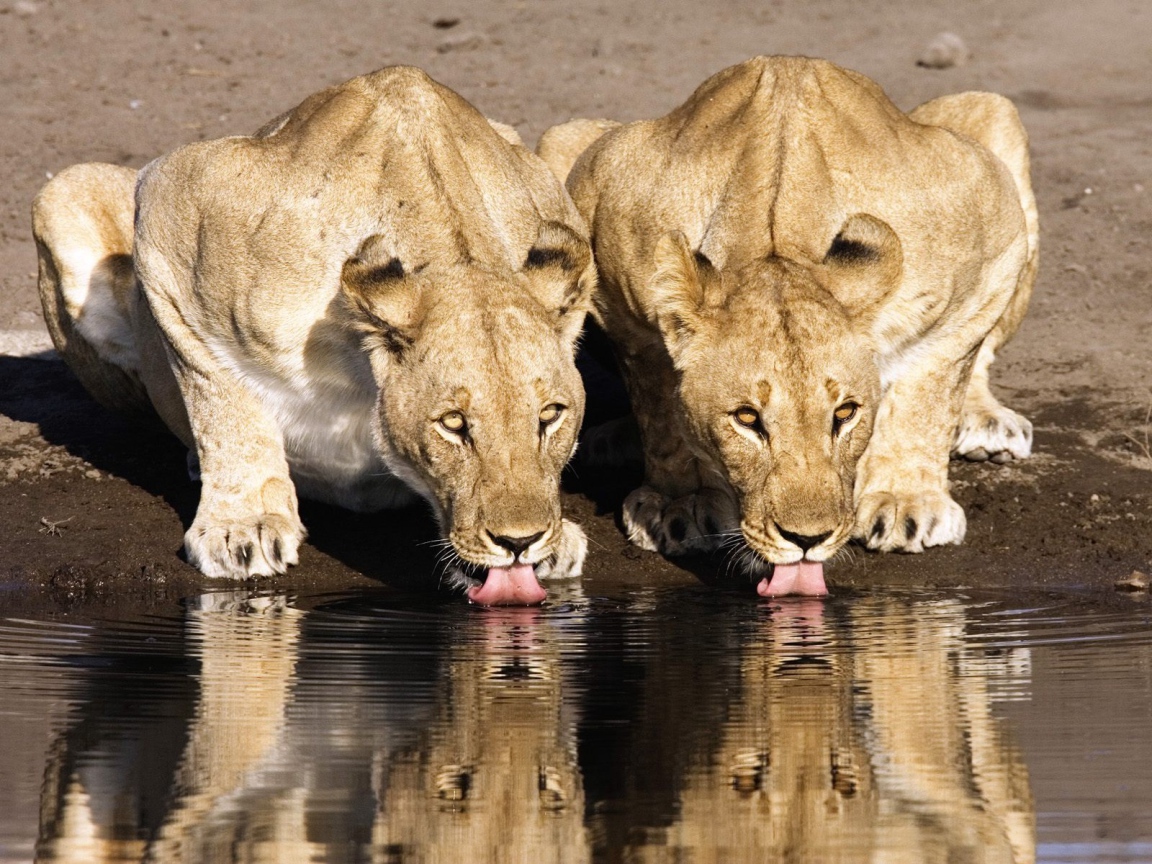 Львицы на водопое