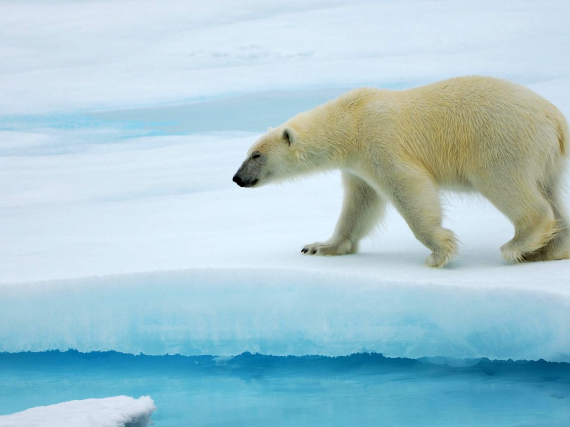 Красивый Белый медведь