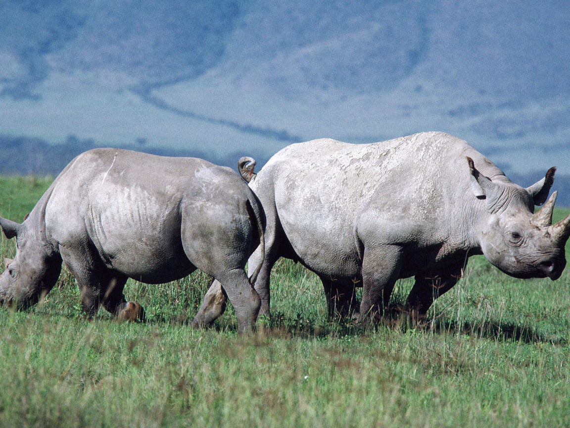Парочка носорогов