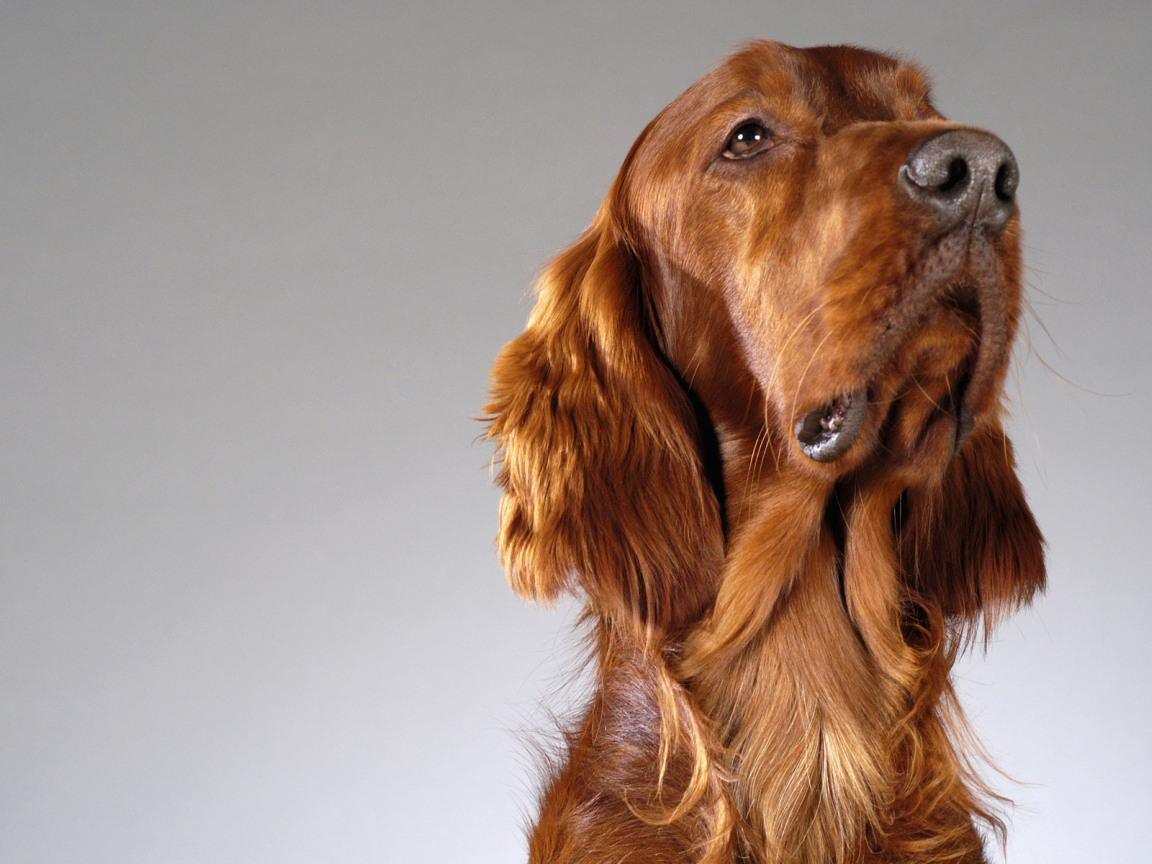 Четвероногий друг