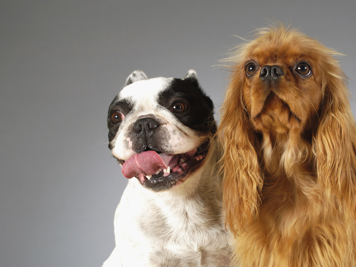 Смешные собаки