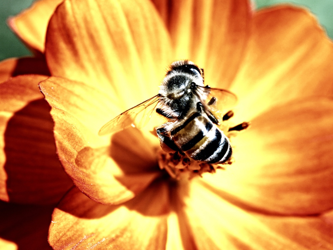 Пчела и цветок