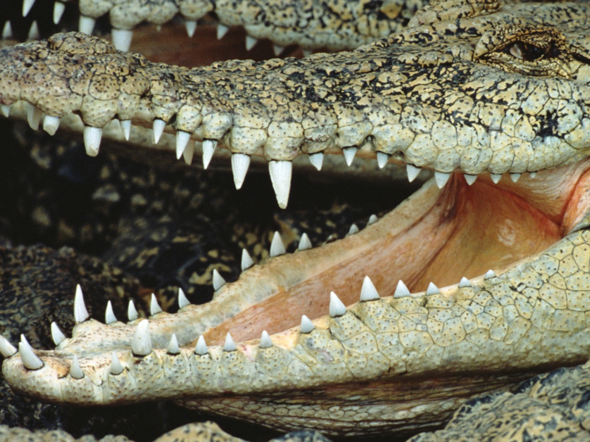 Крокодил