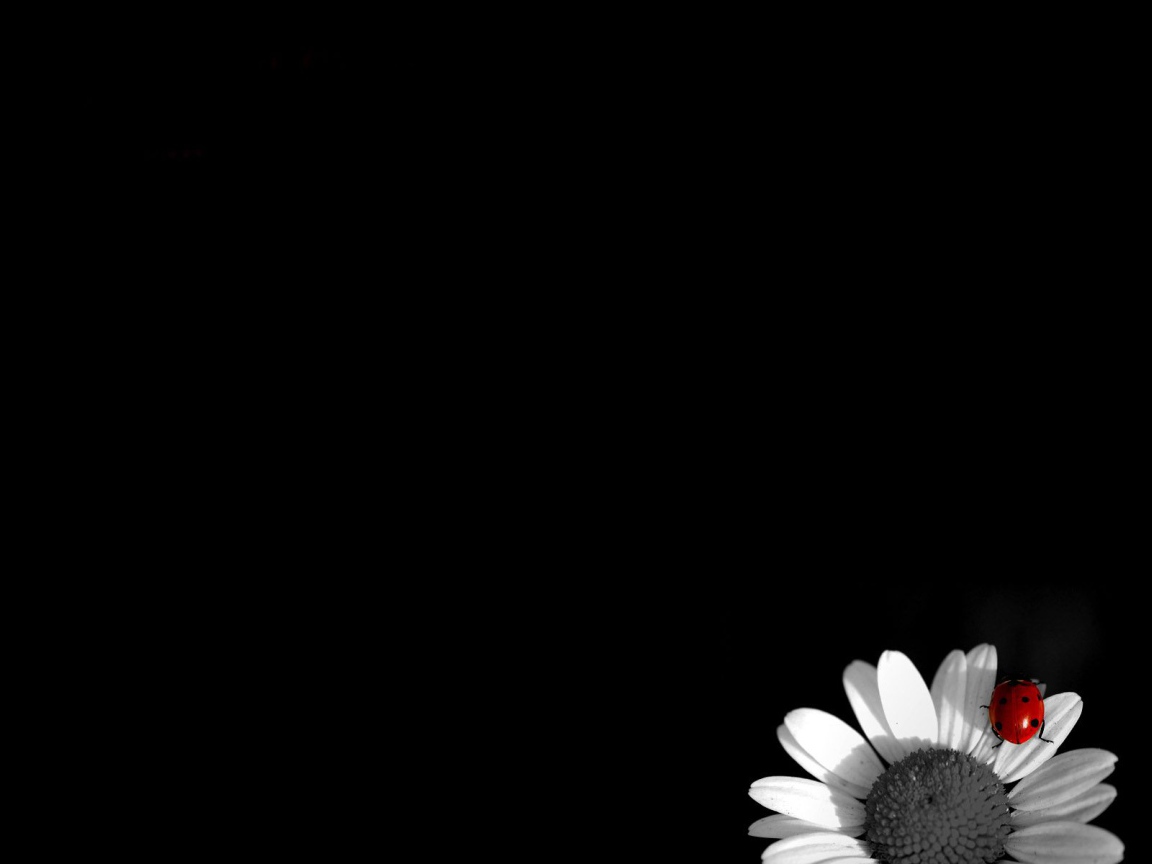 Жук на цветке