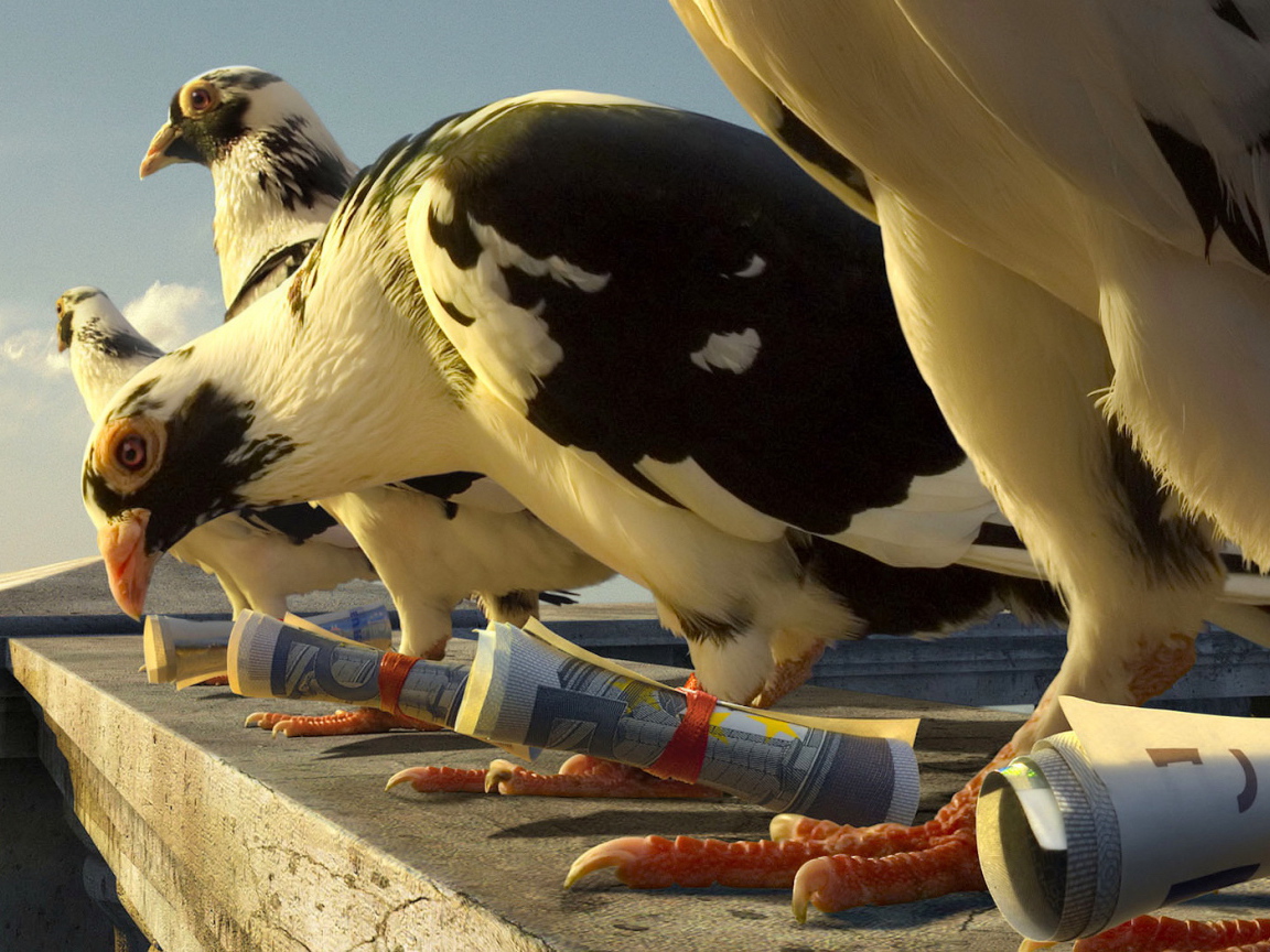 Почтовые голуби