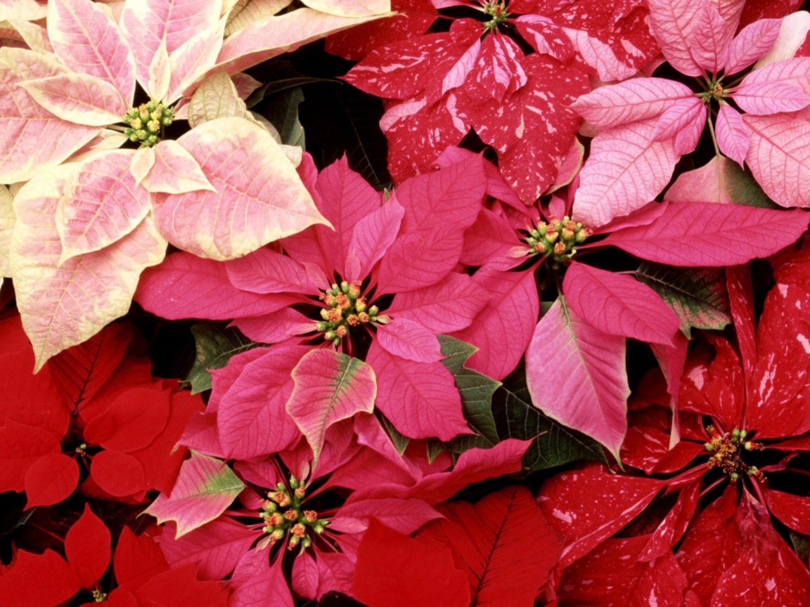 Красивые цветы приятным женщинам