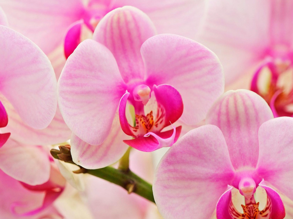 Цветы любимым женщинам