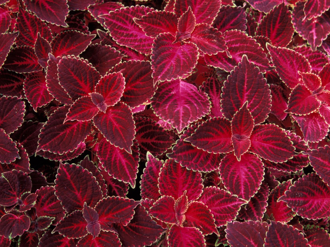 Лепестки цветов на 8 марта