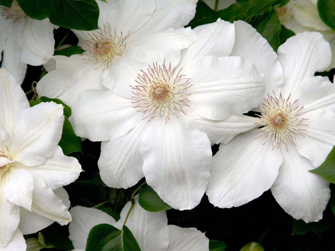 Белые цветы в подарок на 8 марта