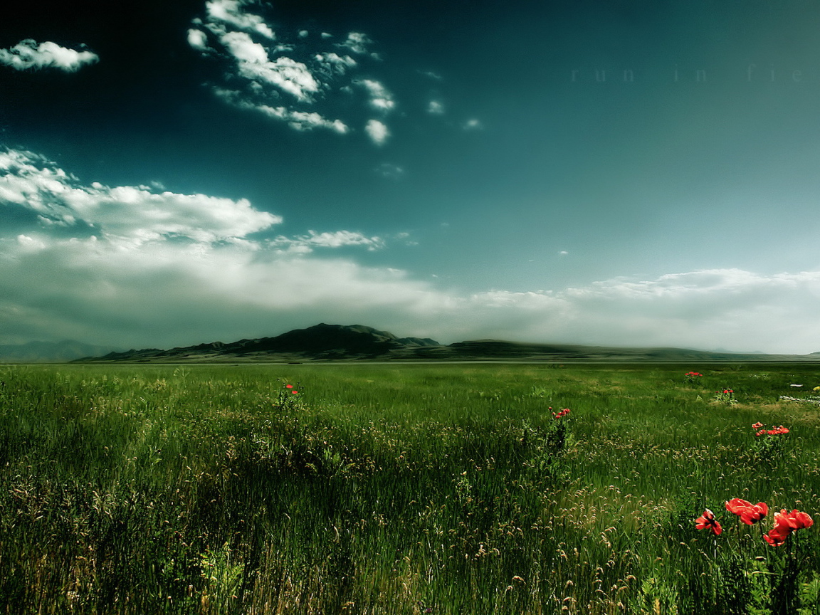 Зеленое поле